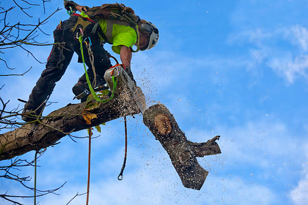 Pontiac, MI Tree Removal Services Company